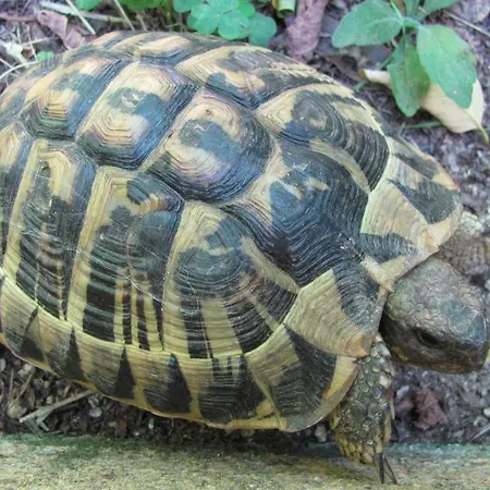 Apartmán Nuit Calme Sur Domaine Calcatoggio (Corsica)