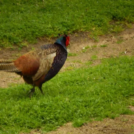 Nuit Calme Sur Domaine Lägenhet *
