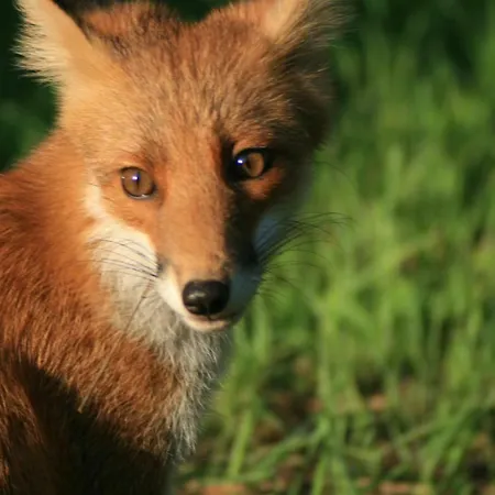Nuit Calme Sur Domaine * Calcatoggio (Corsica)