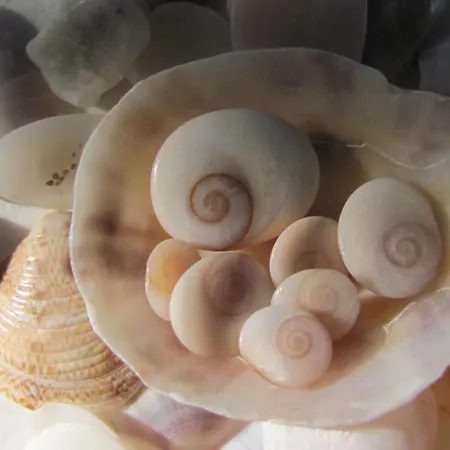 Lägenhet Nuit Calme Sur Domaine Calcatoggio (Corsica)