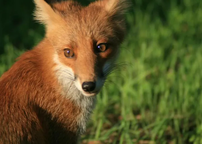Nuit Calme Sur Domaine * Calcatoggio (Corsica)