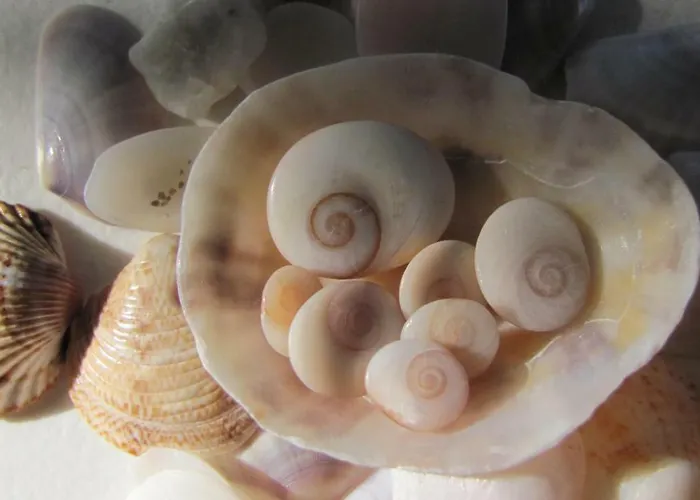 Appartement Nuit Calme Sur Domaine Calcatoggio (Corsica)