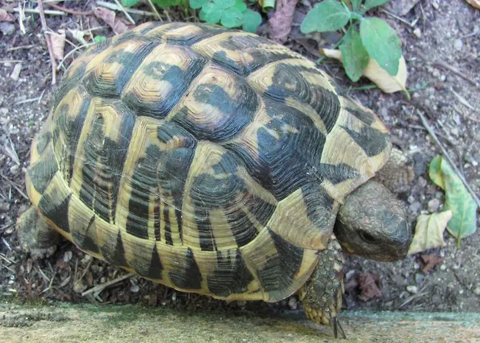 Appartement Nuit Calme Sur Domaine Calcatoggio (Corsica)